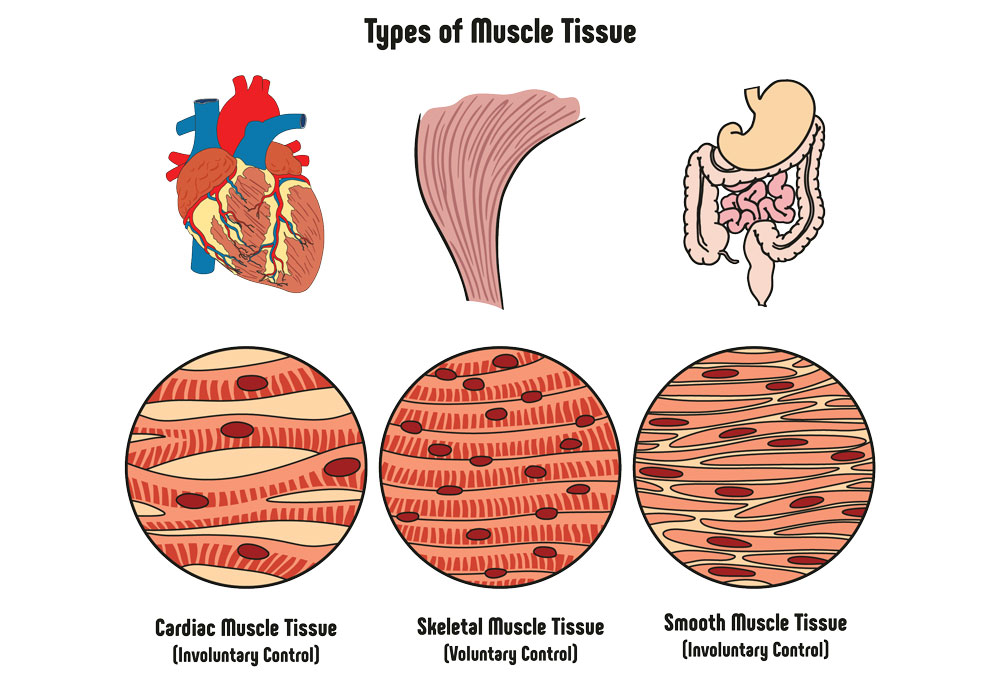 Cartoon Cardiac Muscle Tissue - cartoon media